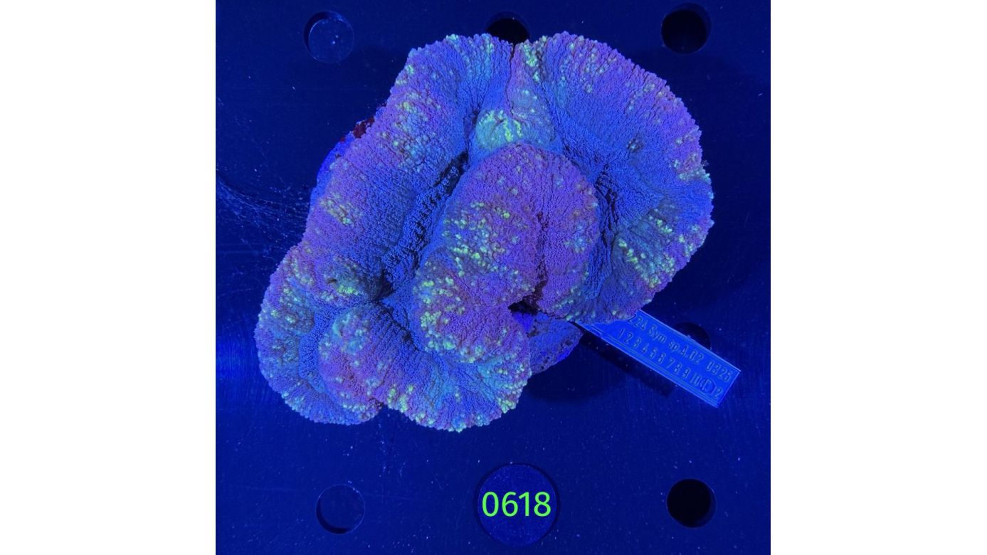 Symphyllia sp. WYSIWYG 0618