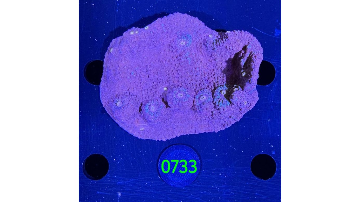 Echinophyllia/Chalice WYSIWYG 0733