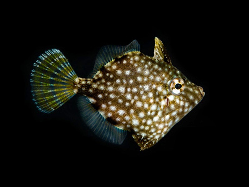 Rudarius ercodes - Diamant Feilenfisch Nachzucht