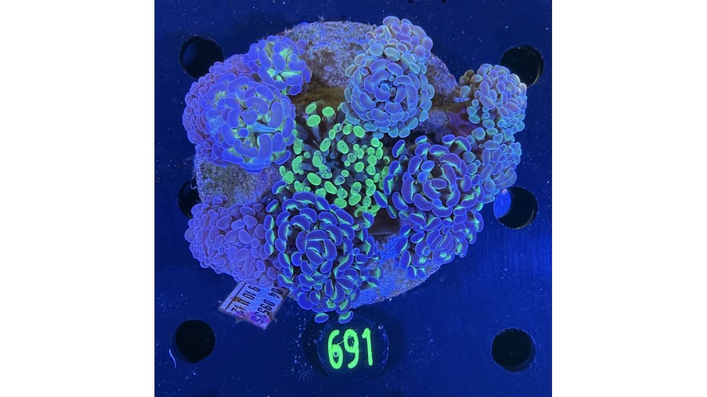 Euphyllia paraancora Kolonie WYSIWYG 0691