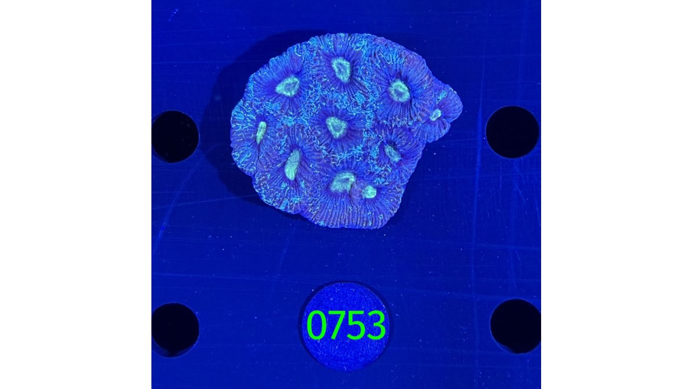 Goniastrea sp. WYSIWYG 0753