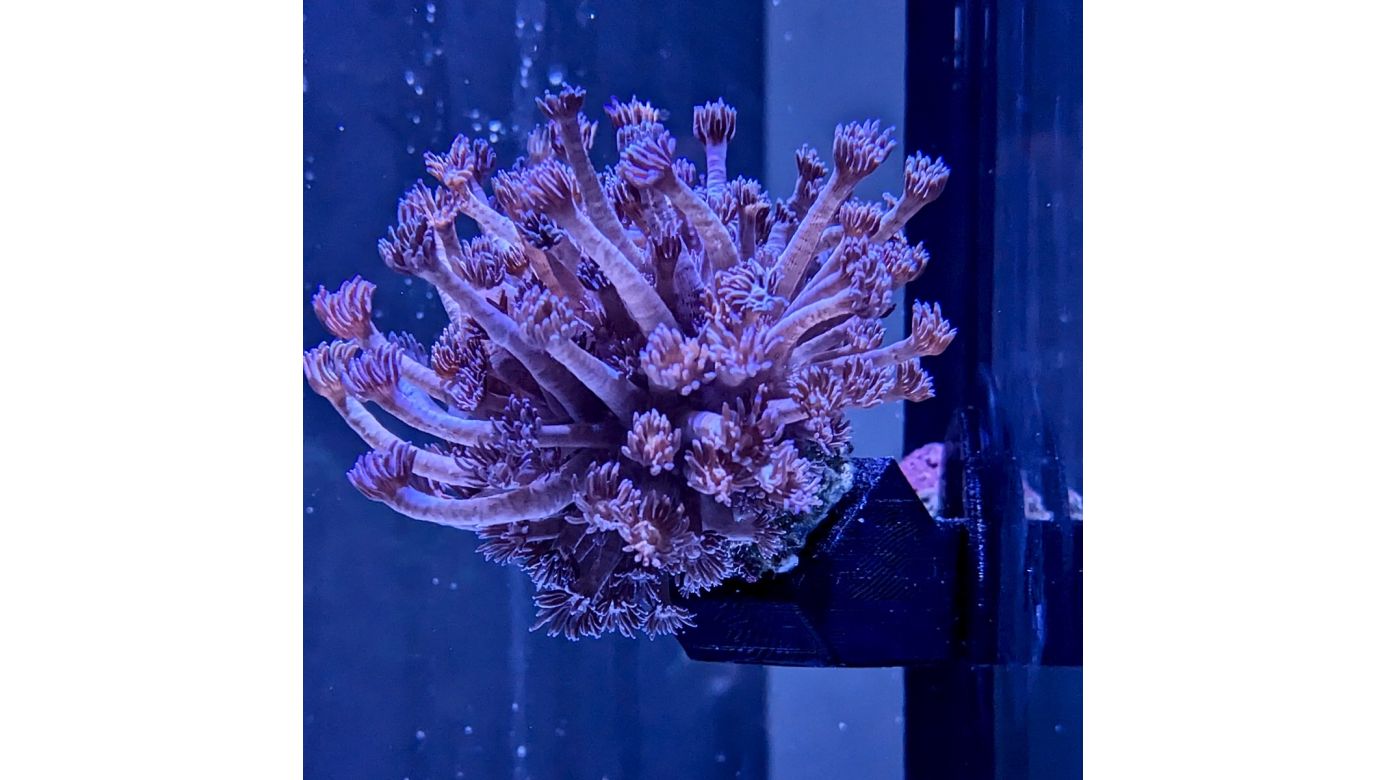 *NEU* PlanktonPlus Flying Corals Korallenhalter (Seitenscheibe links)