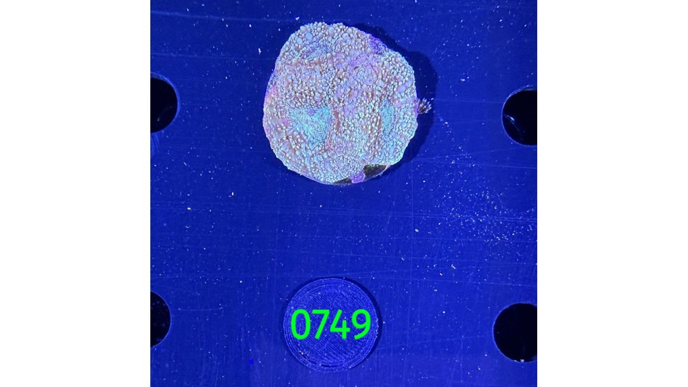 Acanthastrea bowerbanki Aussi WYSIWYG 0749