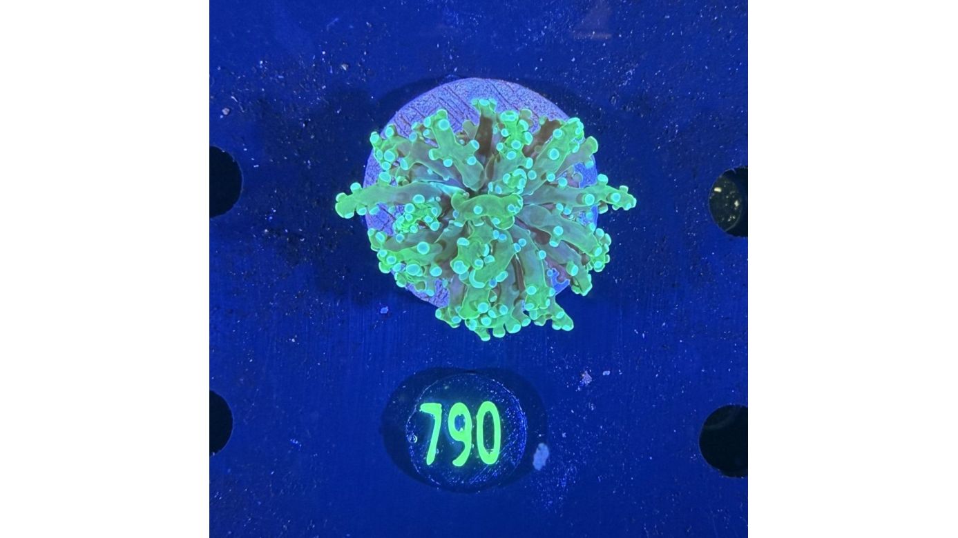 Euphyllia paradivisa - Froschlaichkoralle 0790