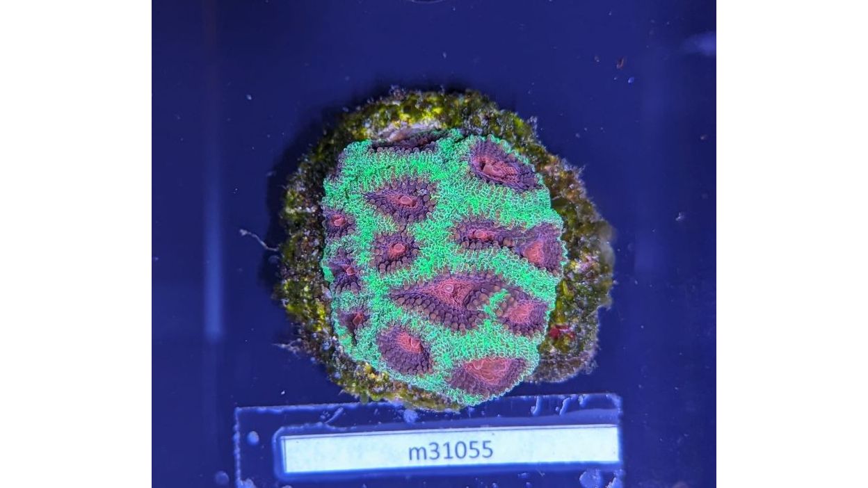 Favia sp. - Hirnkoralle Christmas Deutsche Nachzucht 0026