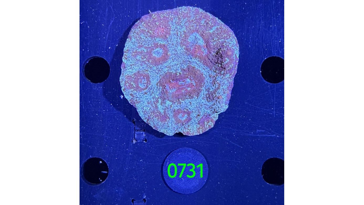 Echinophyllia/Chalice WYSIWYG 0731