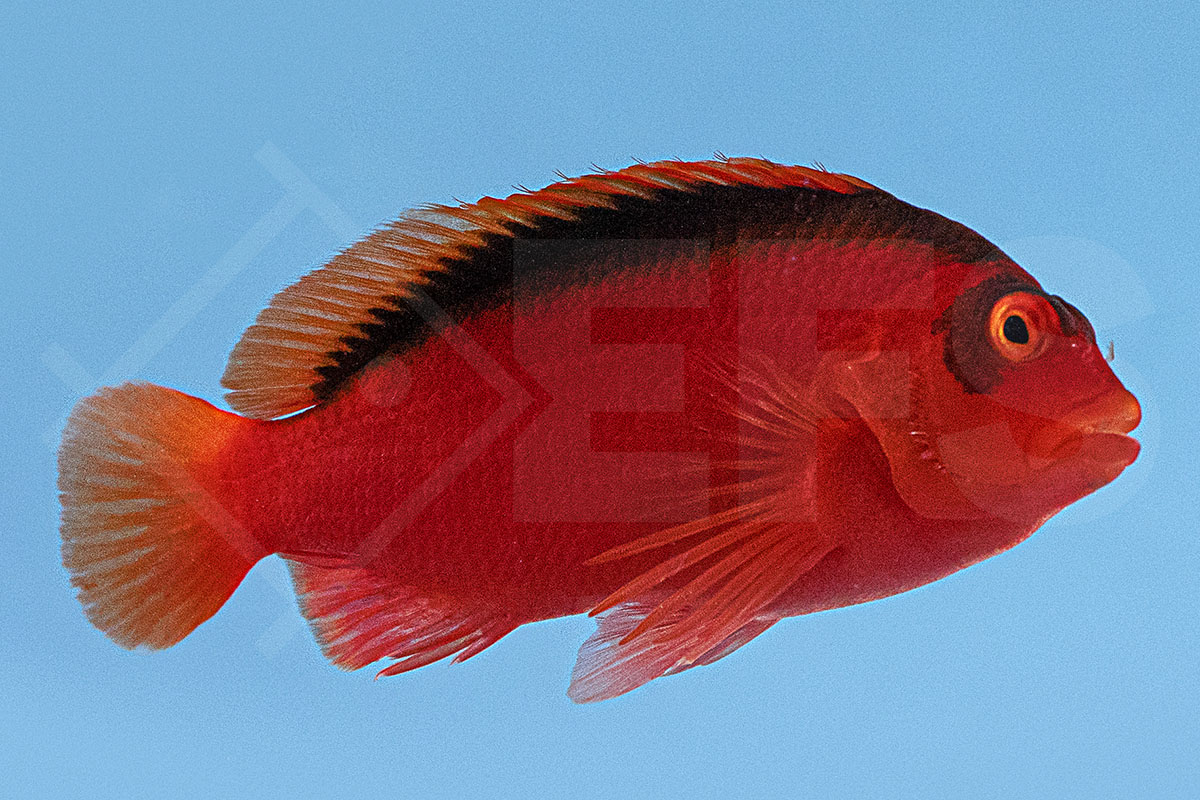 Neocirrhites armatus - Feuer-Korallenwächter