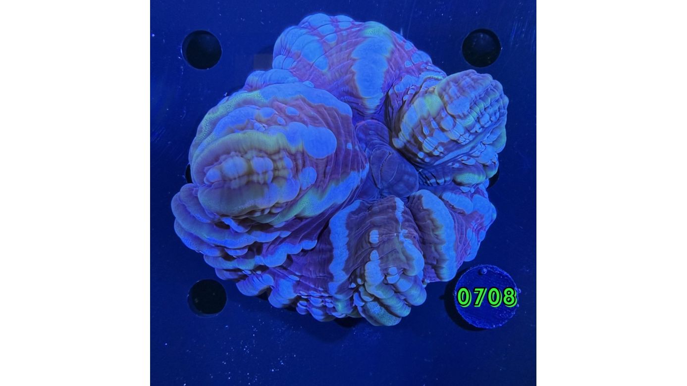 Cynarina lacrymalis WYSIWYG 0708