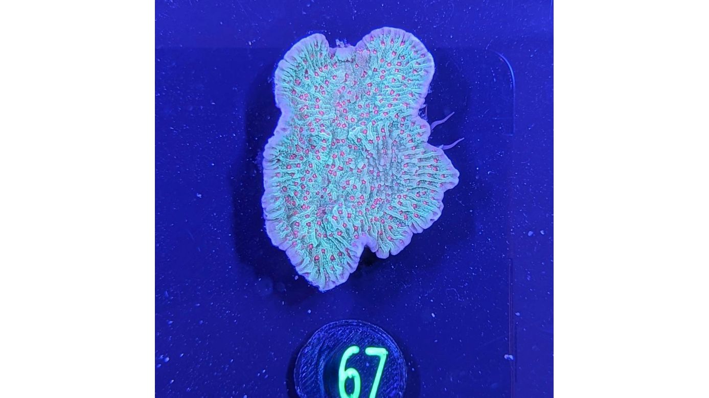 Montipora danae - Kleinpolypige Steinkoralle Chilli Pepper Deutsche Nachzucht 0067