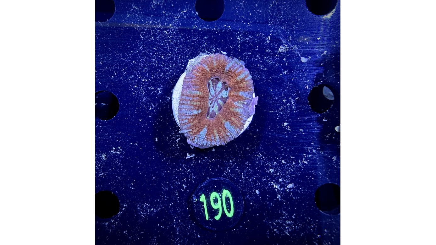 Lobophyllia sp. 0190