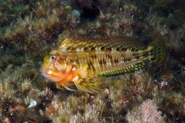 Scartella cristata - Hahnenkamm-Schleimfisch