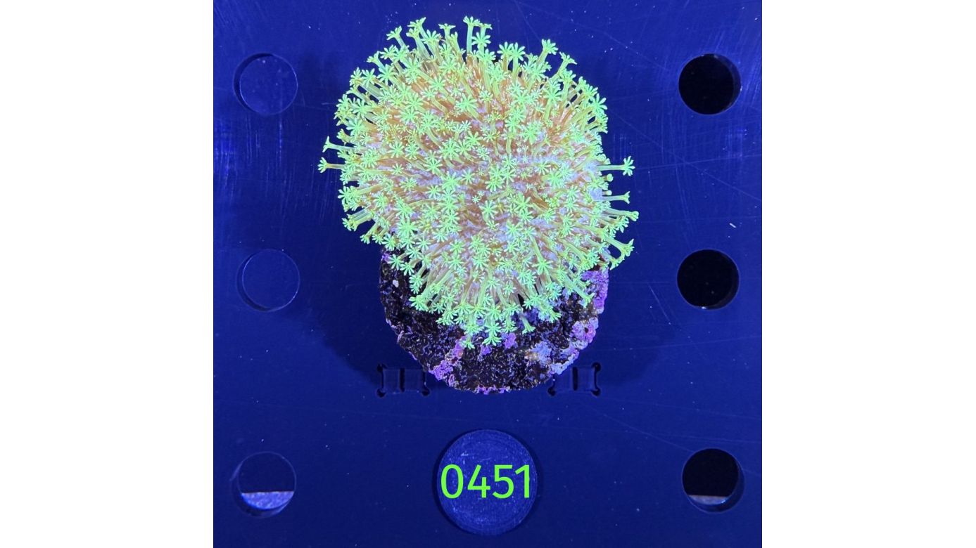 Sarcophyton sp. - Pilzlederkoralle "grün" PPNZ 0451