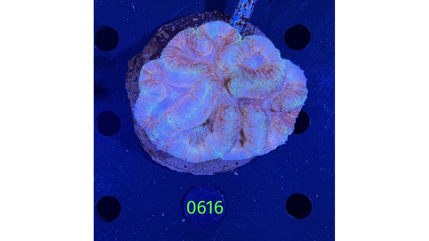 Lobophyllia sp. WYSIWYG 0616