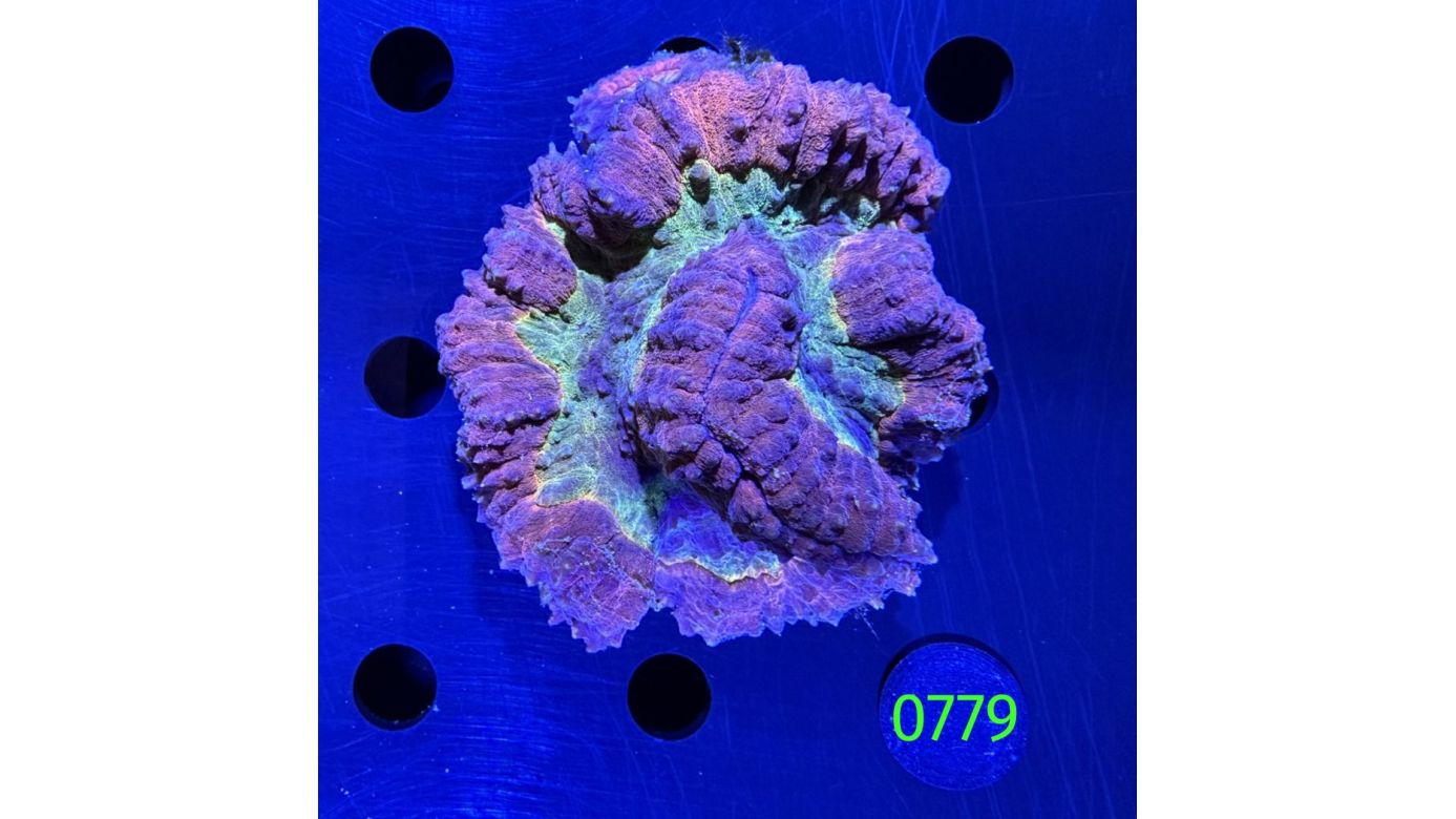Lobophyllia sp. WYSIWYG 0779