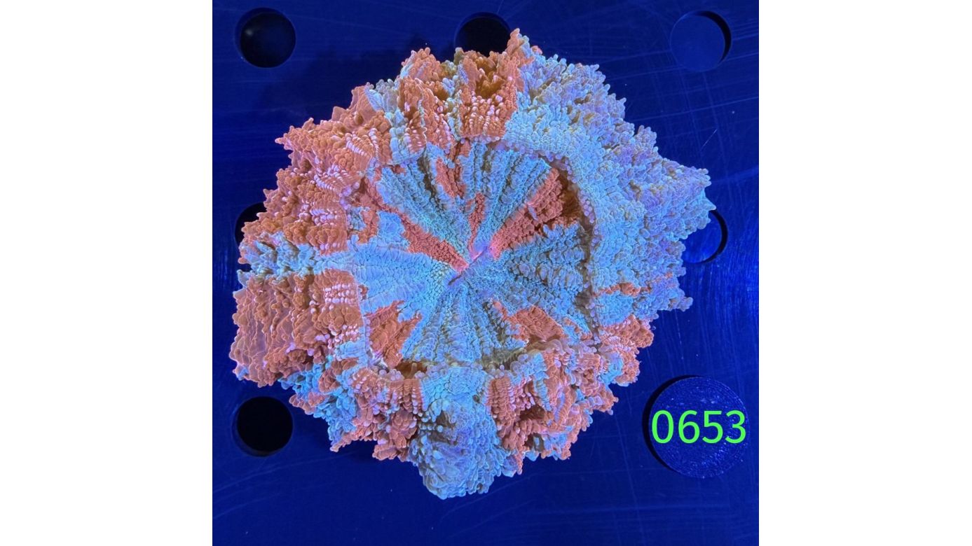 Acanthopyhllia deshayesiana WYSIWYG 0653