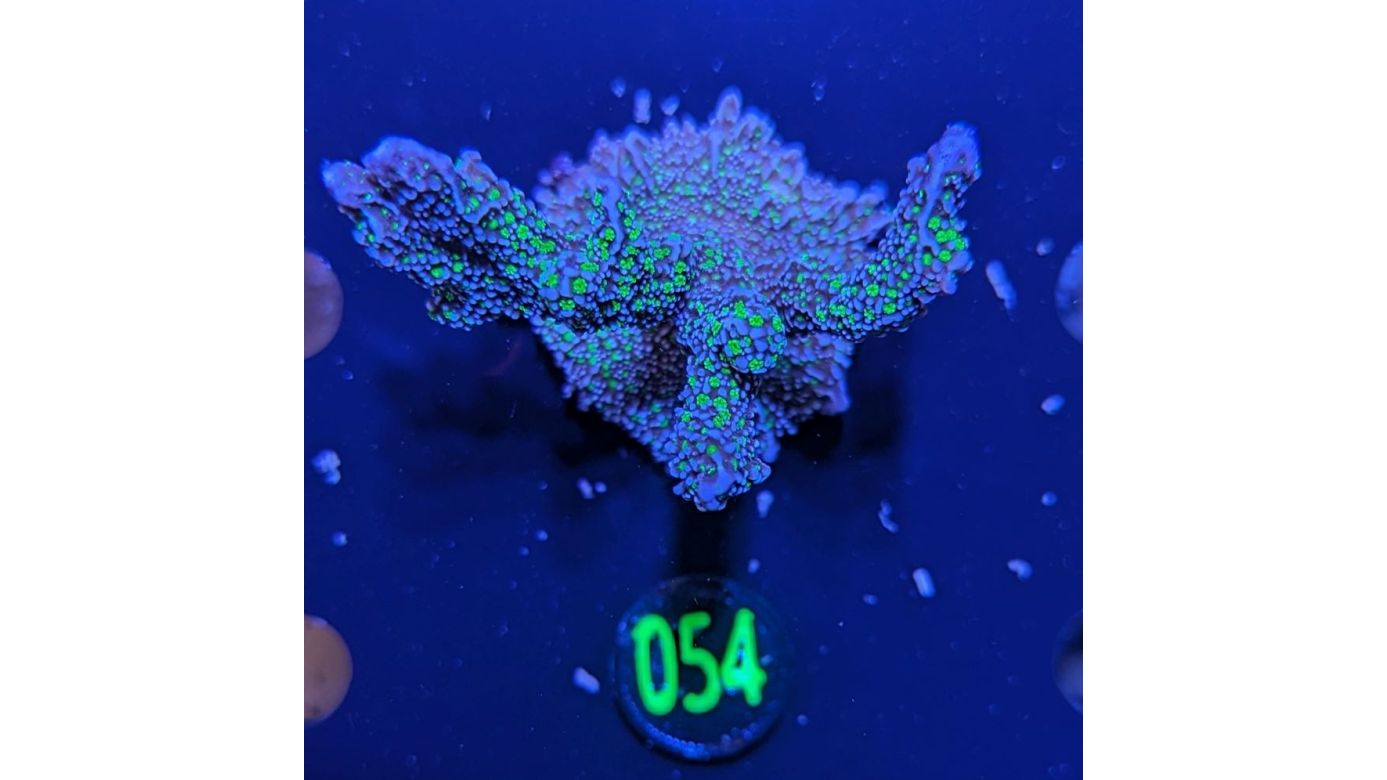 Montipora sp. - Kleinpolypige Steinkoralle Star Wars Deutsche Nachzucht 0054