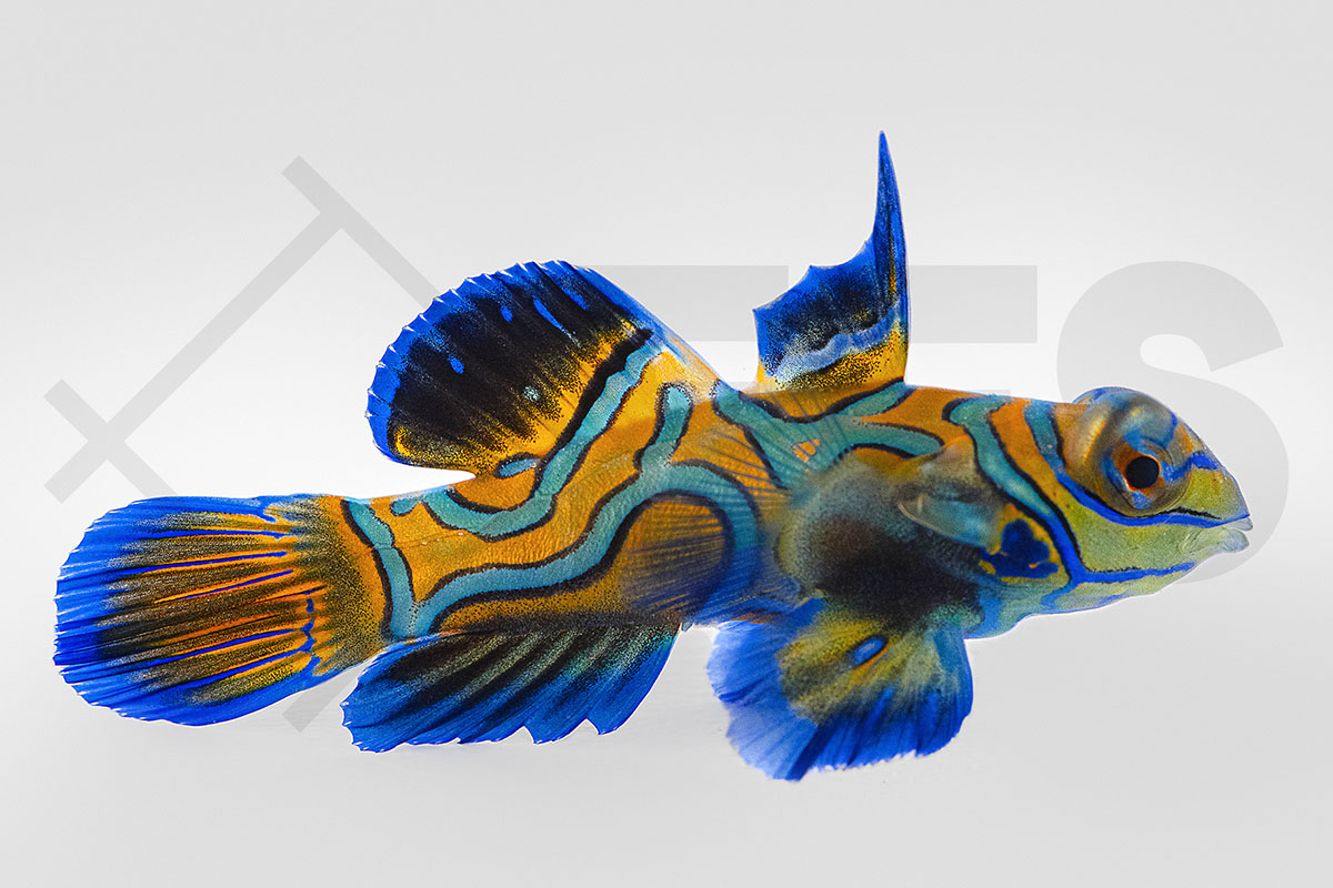 Synchiropus splendidus - Mandarin Leierfisch