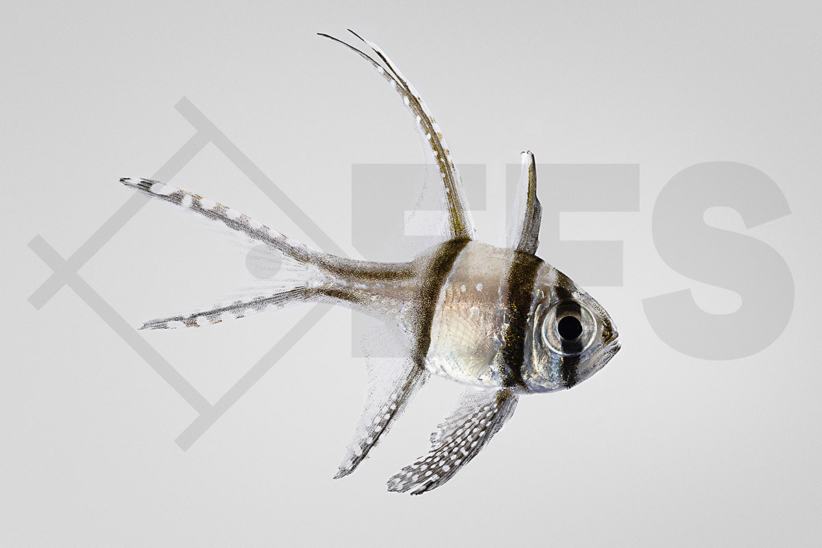 Pterapogon kauderni - Banggai Kardinalbarsch