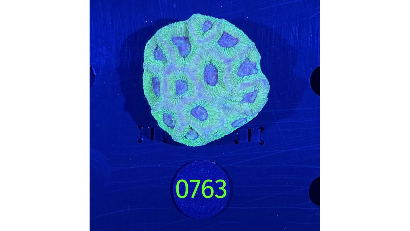 Goniastrea sp. WYSIWYG 0763