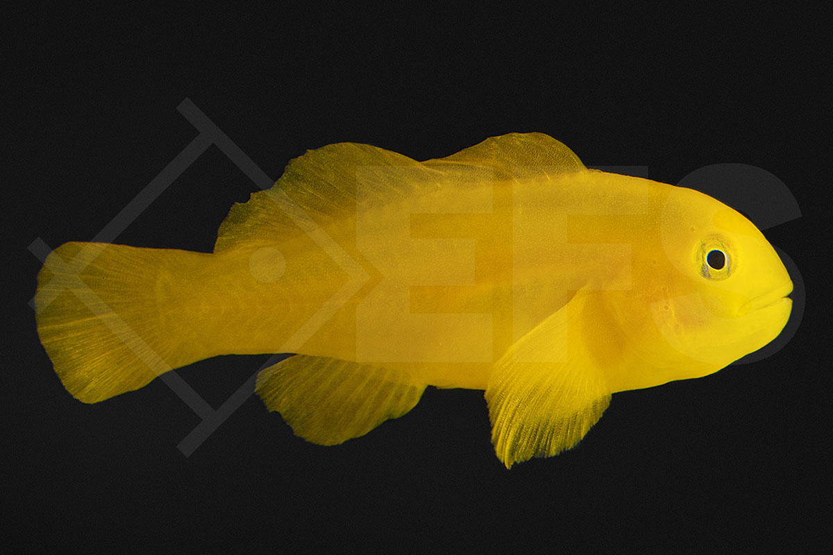 Gobiodon okinawae - Gelbe Korallengrundel