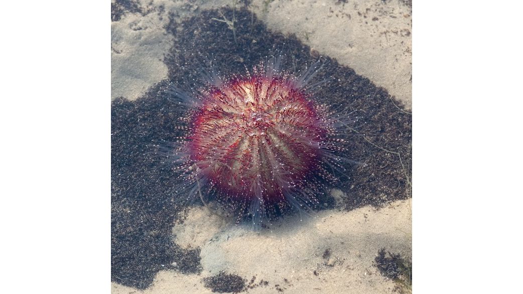 Salmacis bicolor - Zweifarben-Seeigel