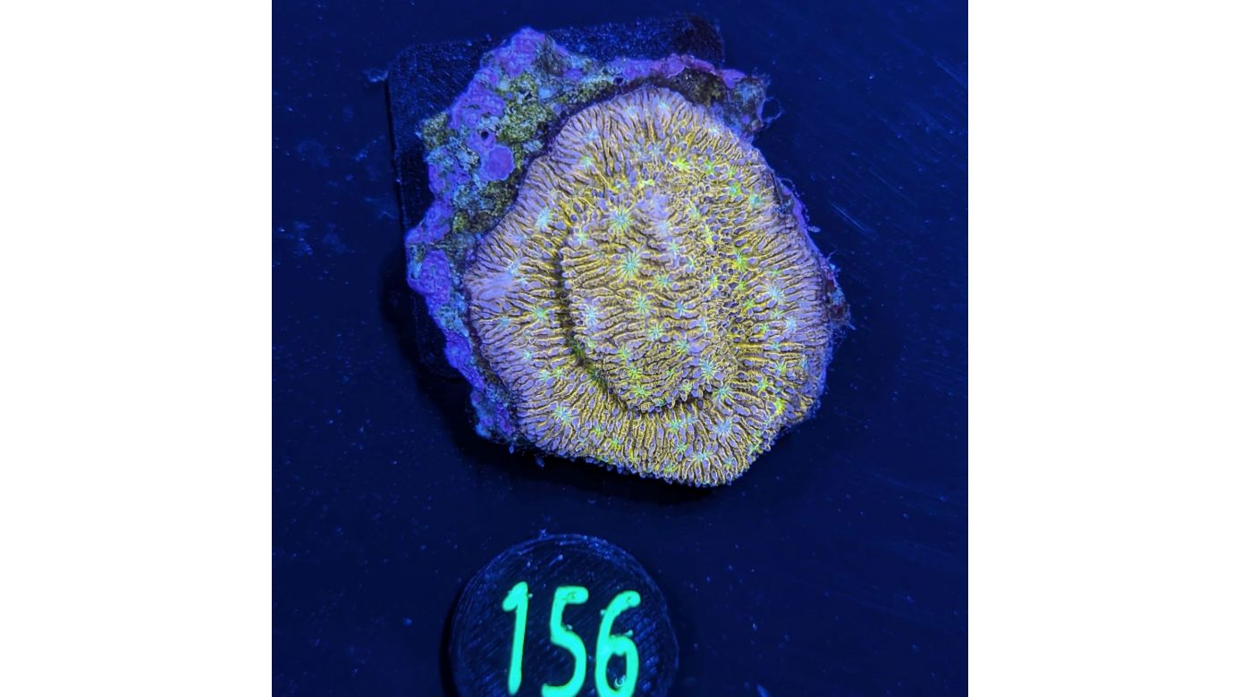 Lithophyllon sp. - Großpolypige Steinkoralle C3PO Deutsche Nachzucht 0156