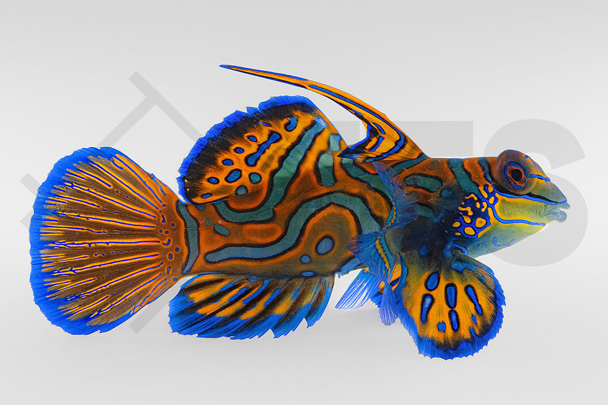 Synchiropus splendidus - Mandarin Leierfisch
