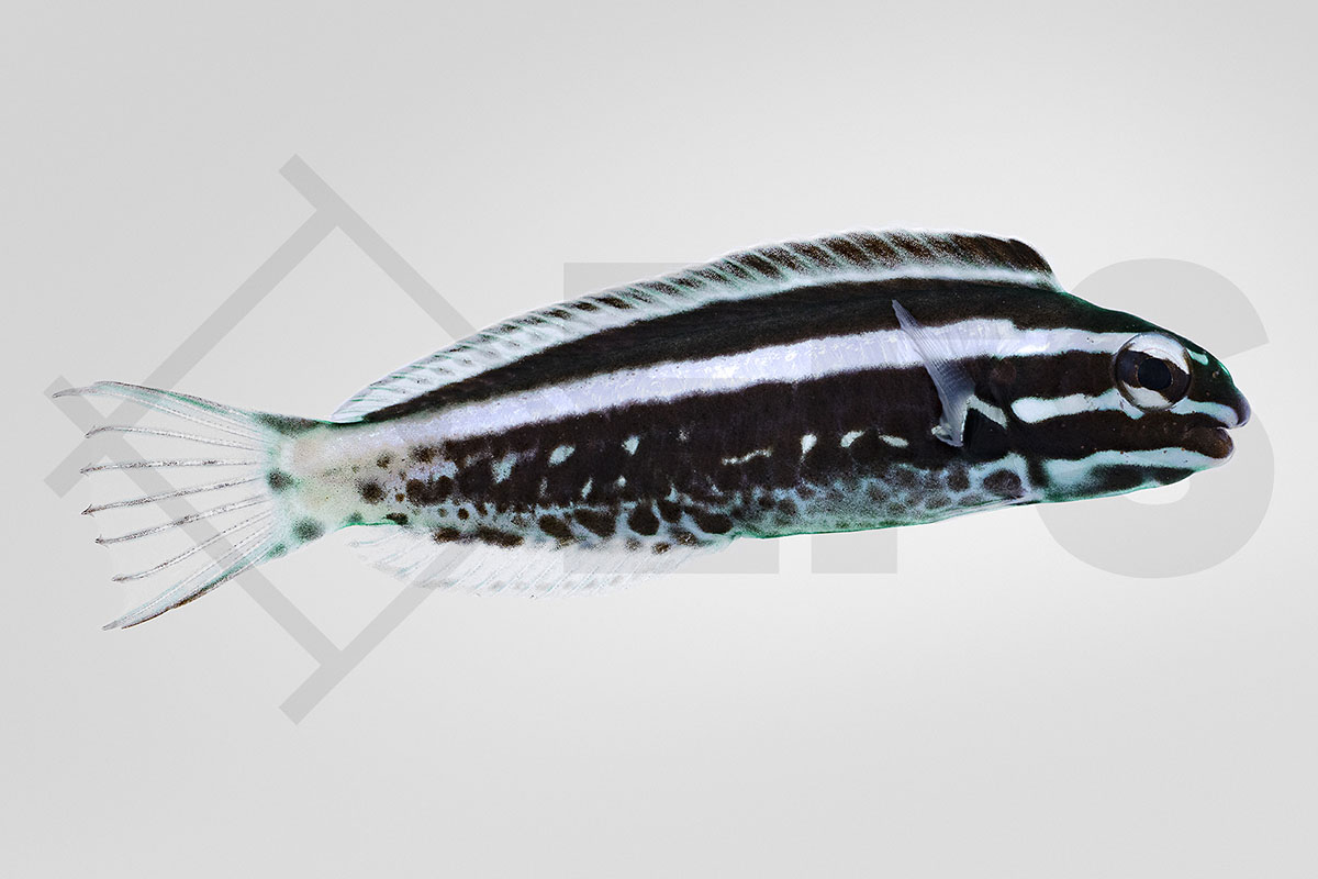 Meiacanthus kamoharai - Komohara Schleimfisch NZ