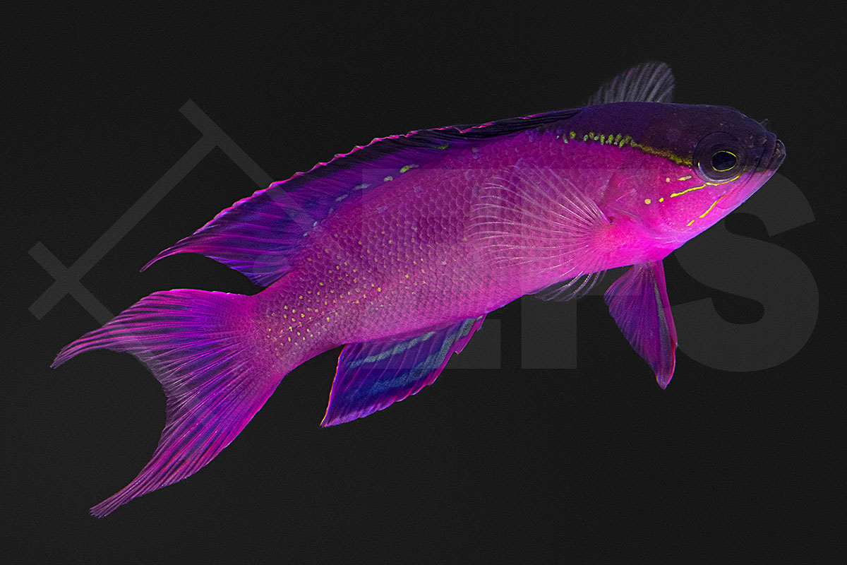 Gramma melacara - Schwarzkappen Feenbarsch