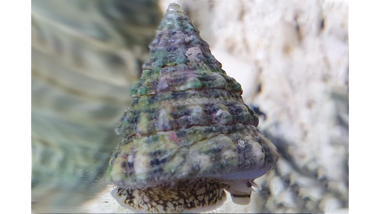 AKTION: Tectus fenestratus - Turboschnecke