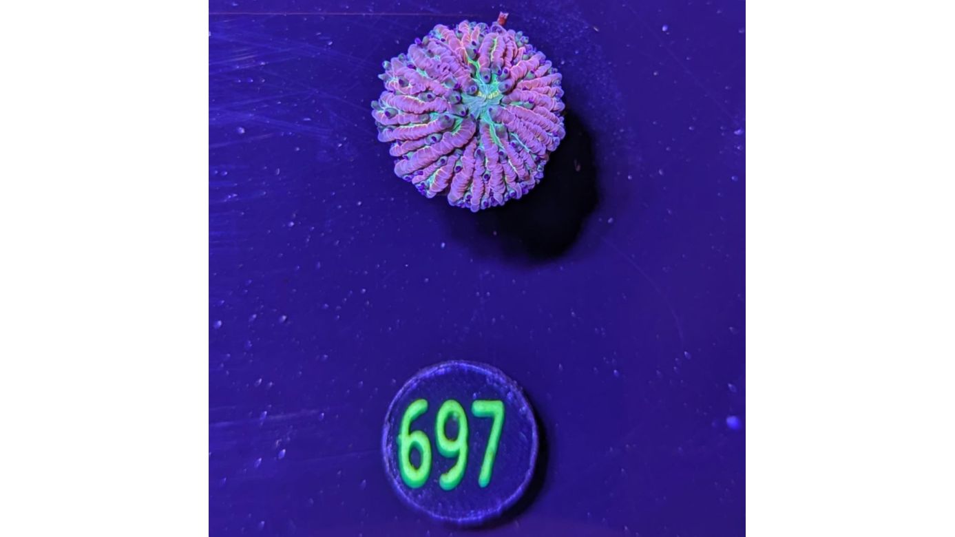 Fungia sp. multicolor 0697