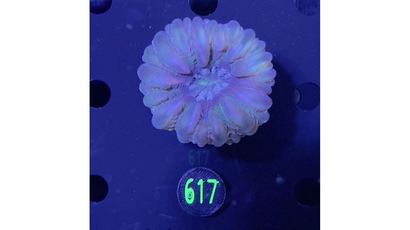 Cynarina lacrymalis WYSIWYG 0617