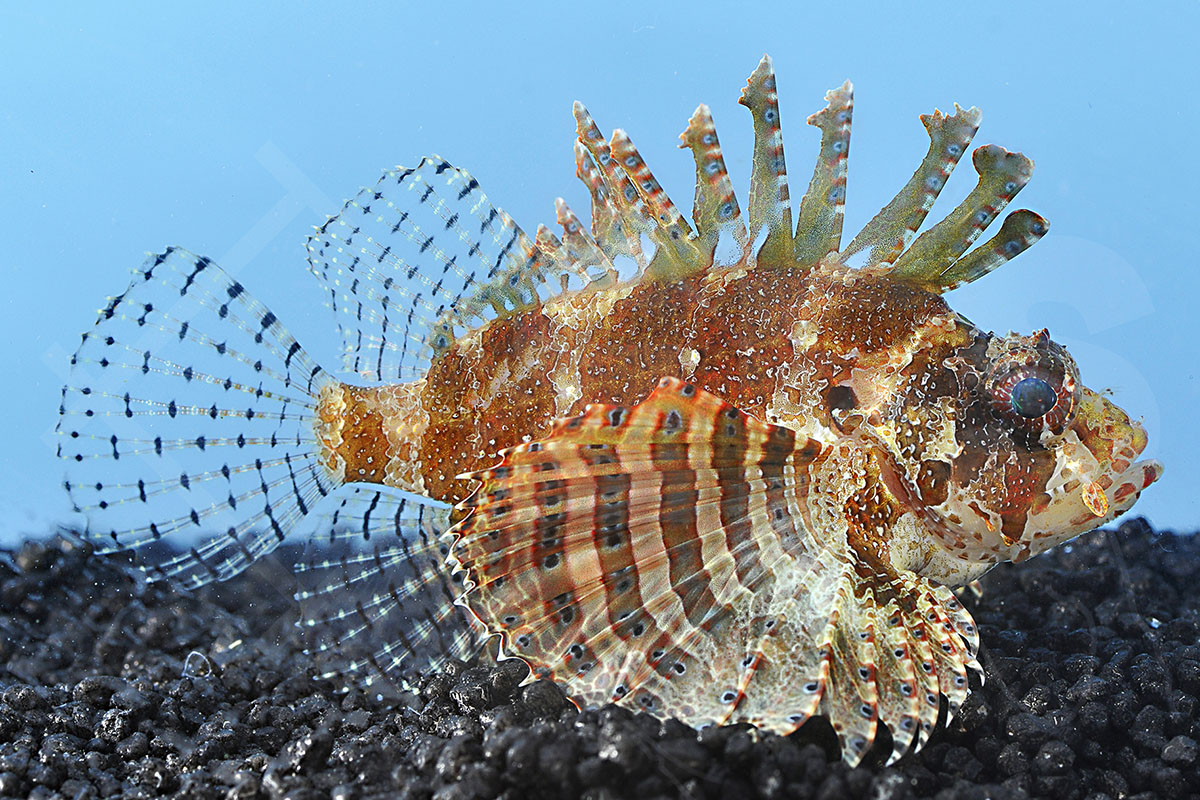 Dendrochirus brachypterus - Kurzflossen Zwergfeuerfisch