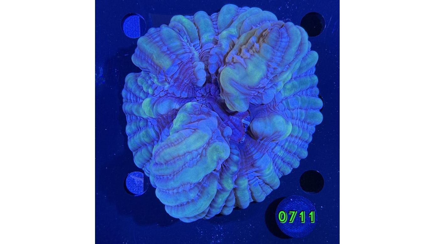 Cynarina lacrymalis WYSIWYG 0711