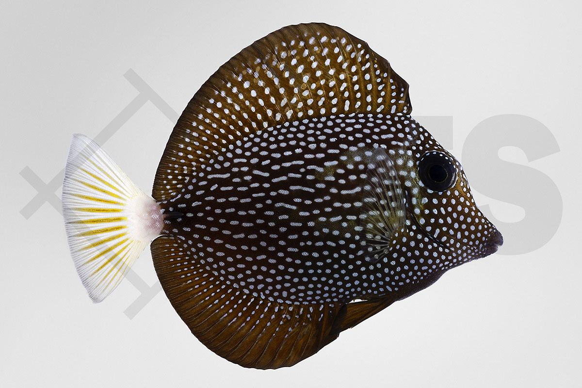 Zebrasoma gemmatum - Mauritius Segelflossen Doktorfisch