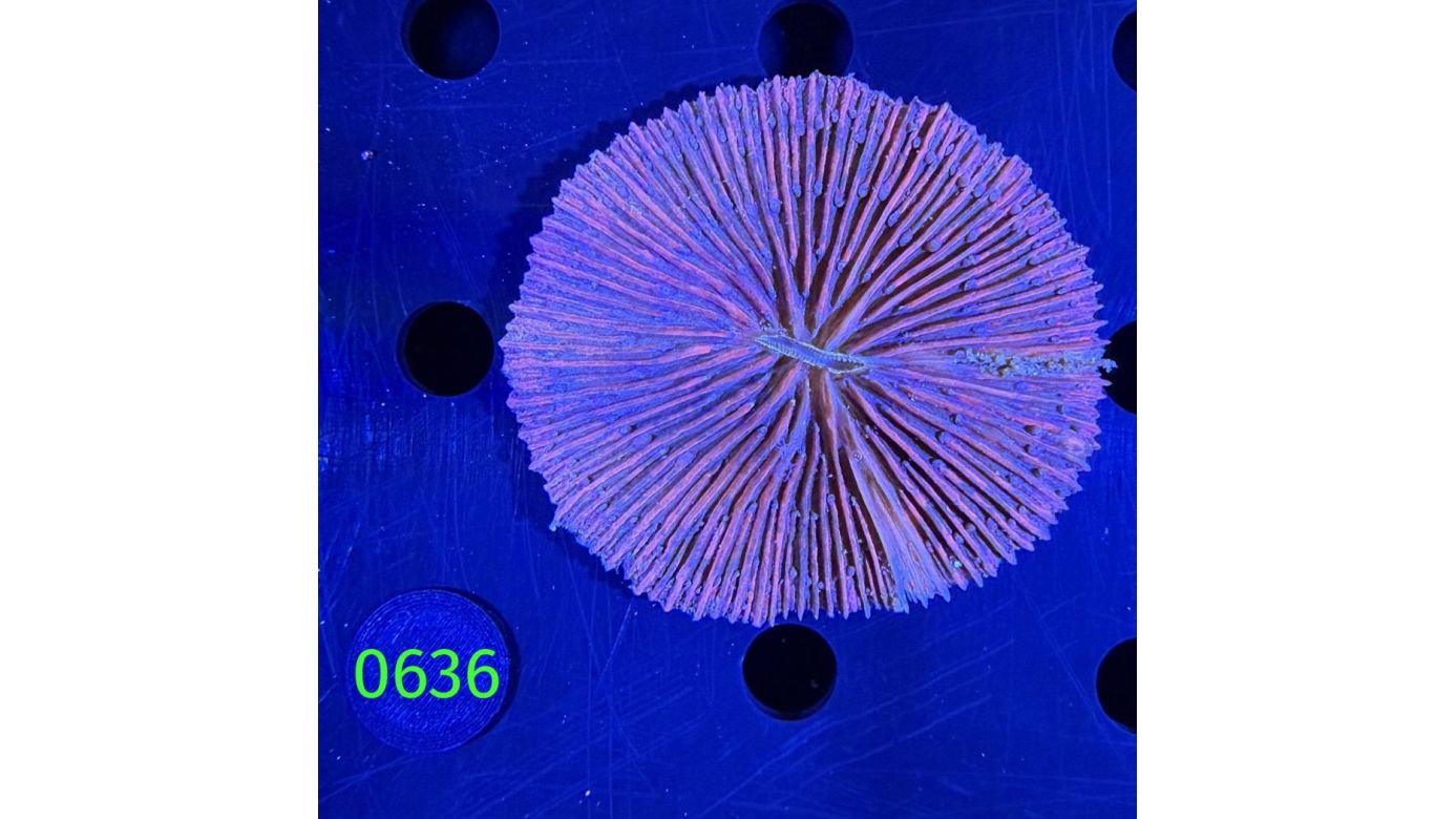 Fungia sp. WYSIWYG 0636