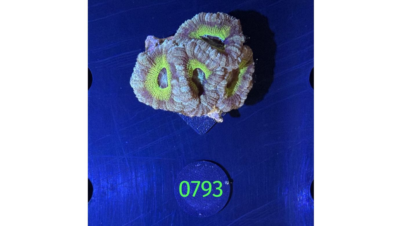 Acanthastrea sp. WYSIWYG 0793