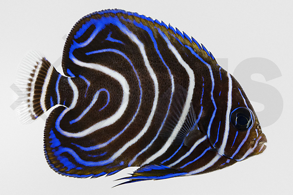 Pomacanthus semicirculatus - Koran Kaiserfisch
