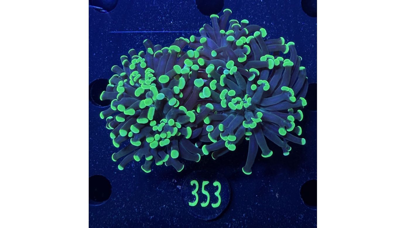 Euphyllia paraancora 2 Kopf "grün"  - Deutsche Nachzucht 0353