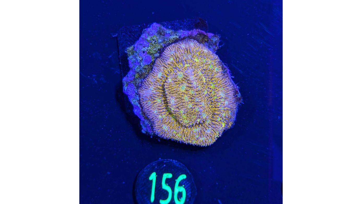 Lithophyllon sp. - Großpolypige Steinkoralle C3PO Deutsche Nachzucht 0156