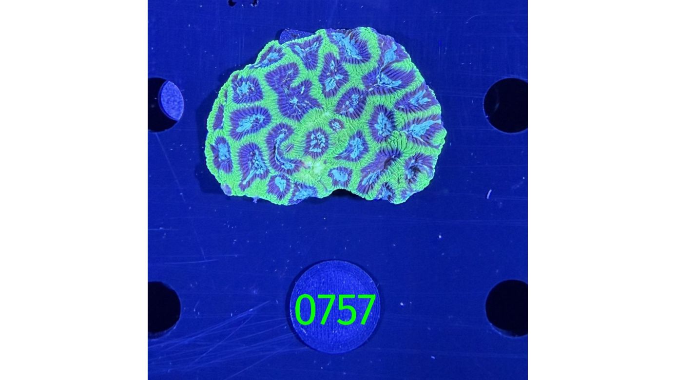 Platygyra sp. WYSIWYG 0757