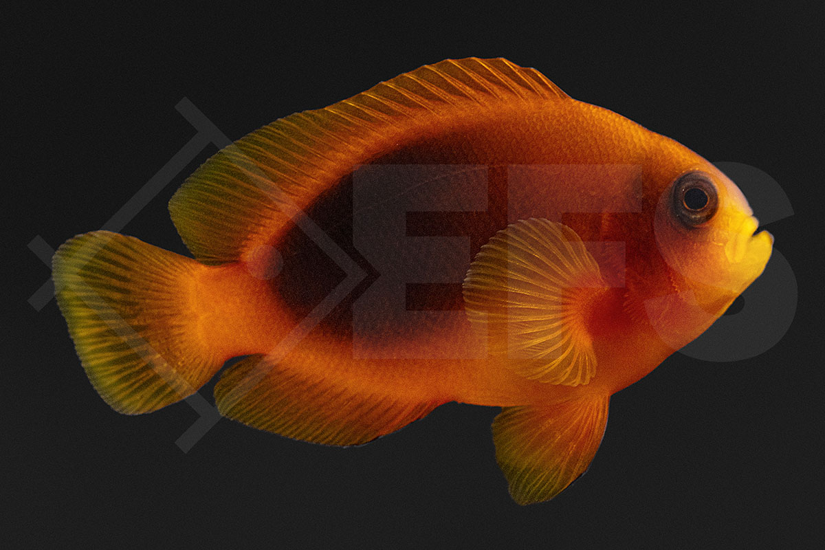 Amphiprion ephippium - Glühkohlen Anemonenfisch NZ