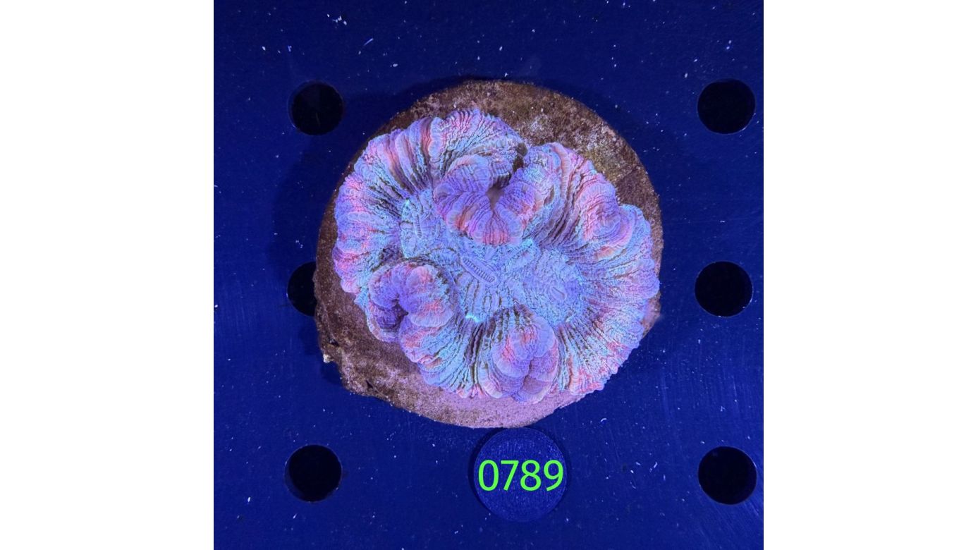 Trachyphyllia geoffroyi WYSIWYG 0789