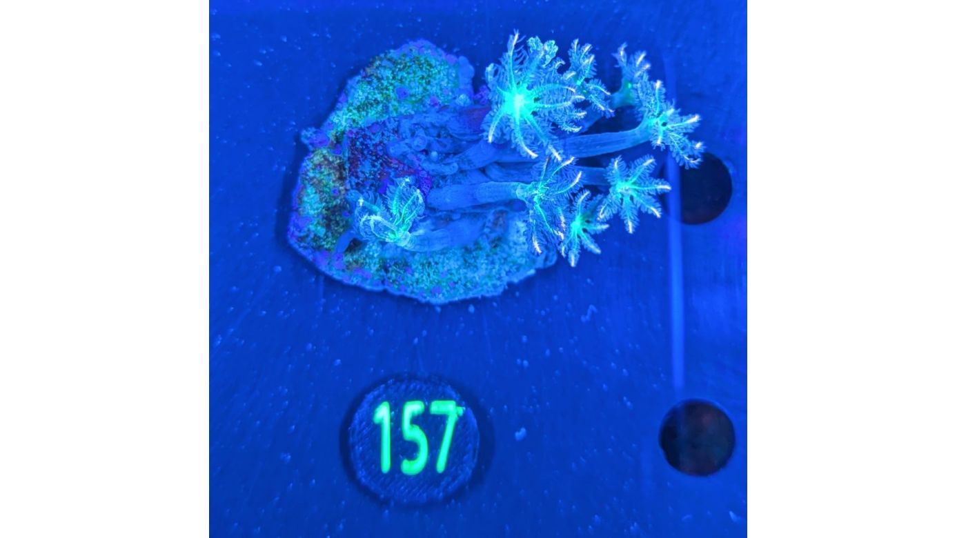 Clavularia sp. - Röhrenkoralle Tricolor Deutsche Nachzucht 0157