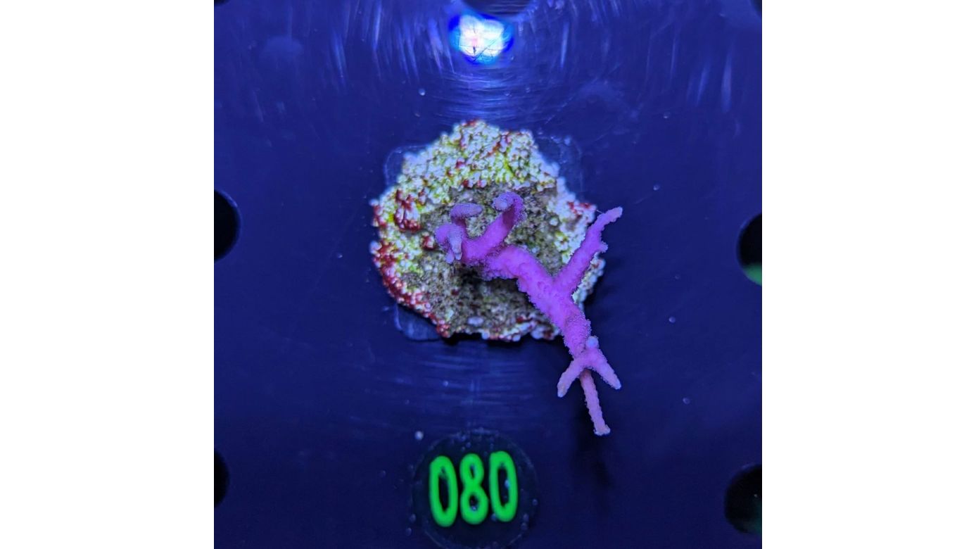 Seriatopora hystrix - Dornenkronenkoralle pink Deutsche Nachzucht 0080