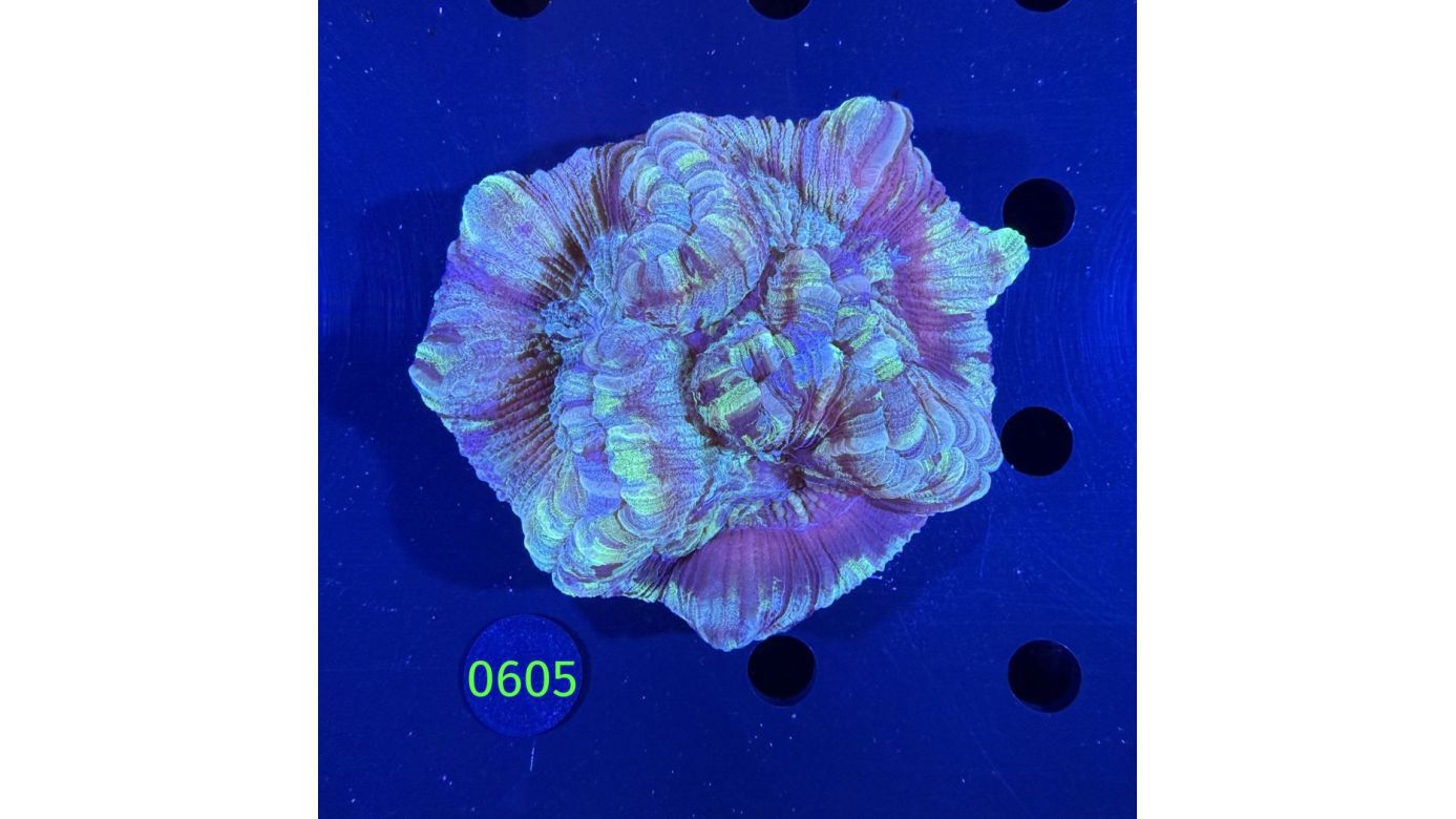 Trachyphyllia geoffroyi WYSIWYG 0605