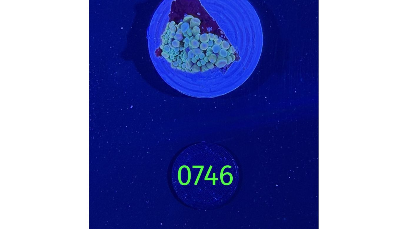 Ricordea sp. WYSIWYG 0746