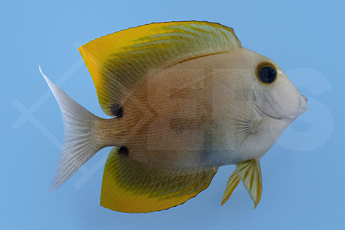 Ctenochaetus tominiensis - Tominis Borstenzahn Doktorfisch