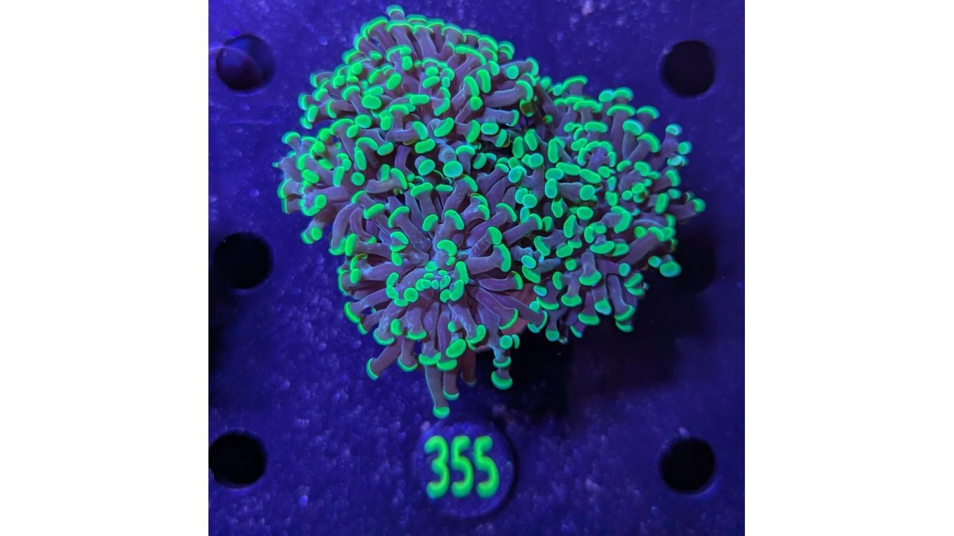 Euphyllia paraancora 3 Kopf "grün" - Deutsche Nachzucht 0355