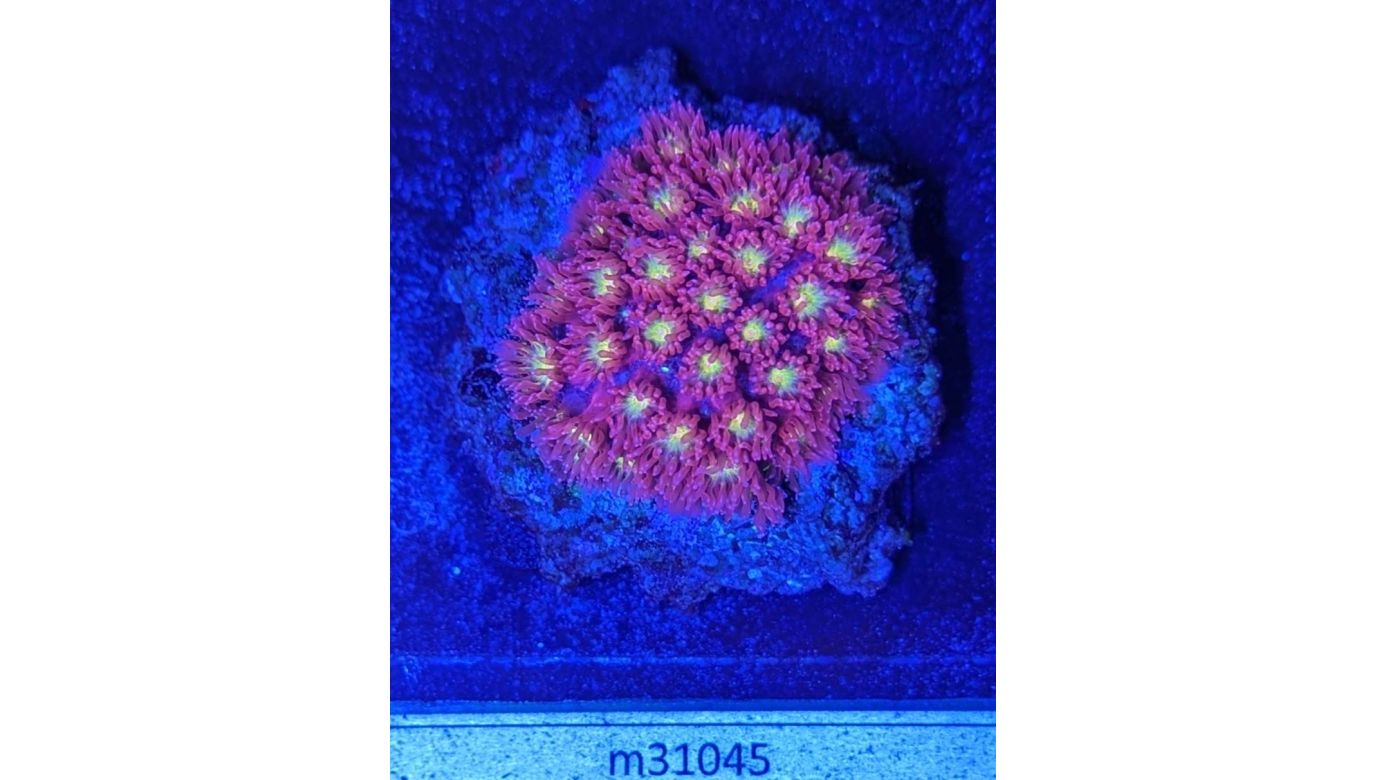 Bernardpora stutchburyi - Margeritenkoralle Hellfire Deutsche Nachzucht 0003